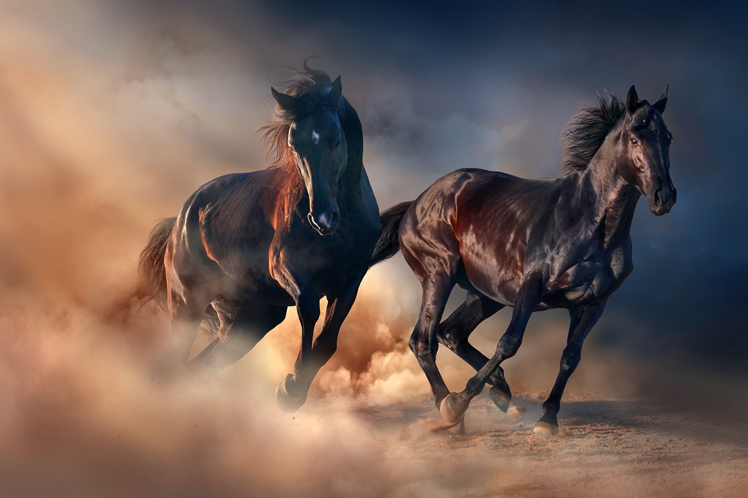 Picture of two stallions running in the dust