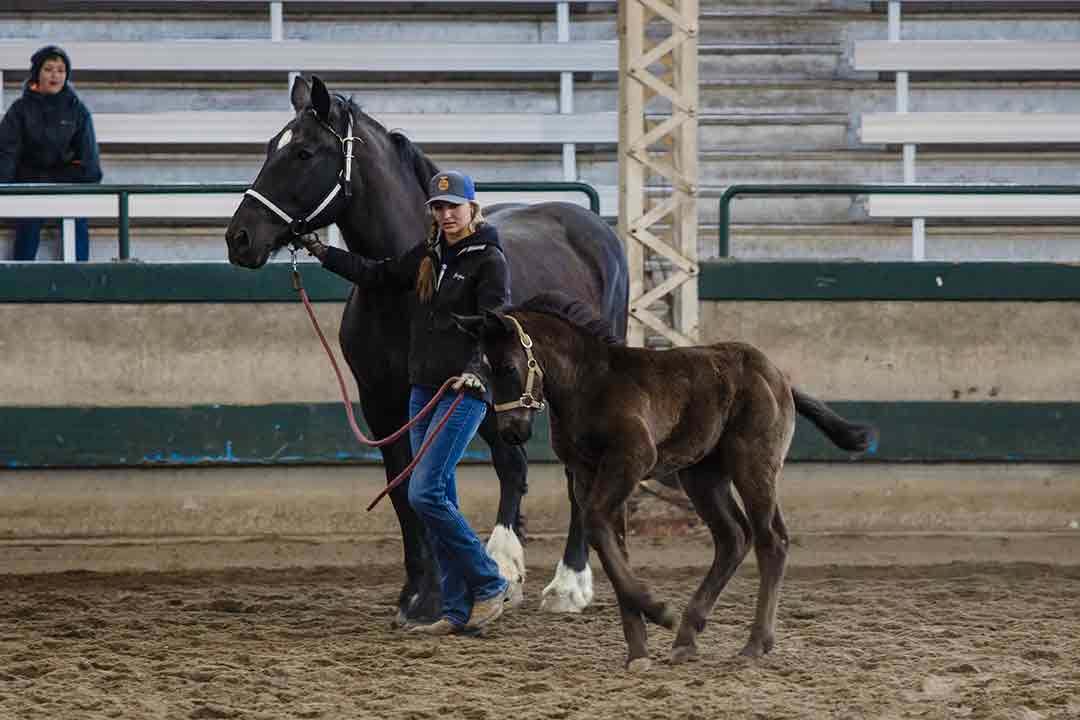 Draft Horse Pulls Iowa Horse Fair