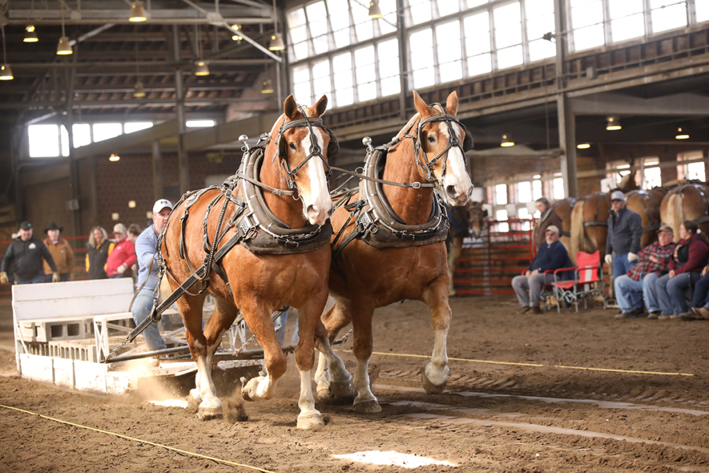 Draft Horse Pull Iowa Horse Fair