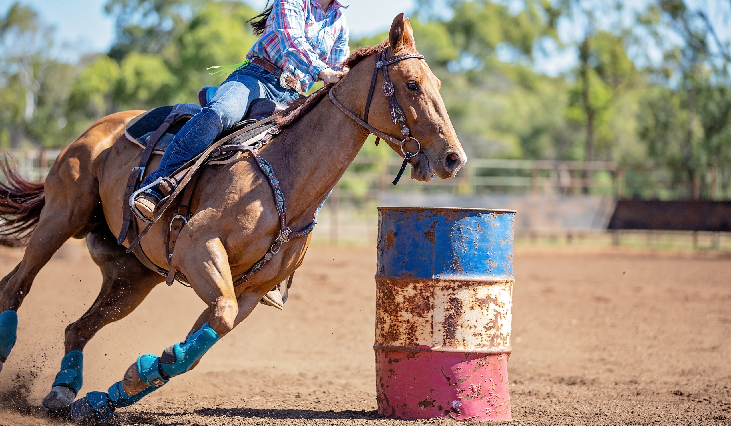 Close up of competitor on horseback making a figure eight turn in a barrel race at outback country rodeo