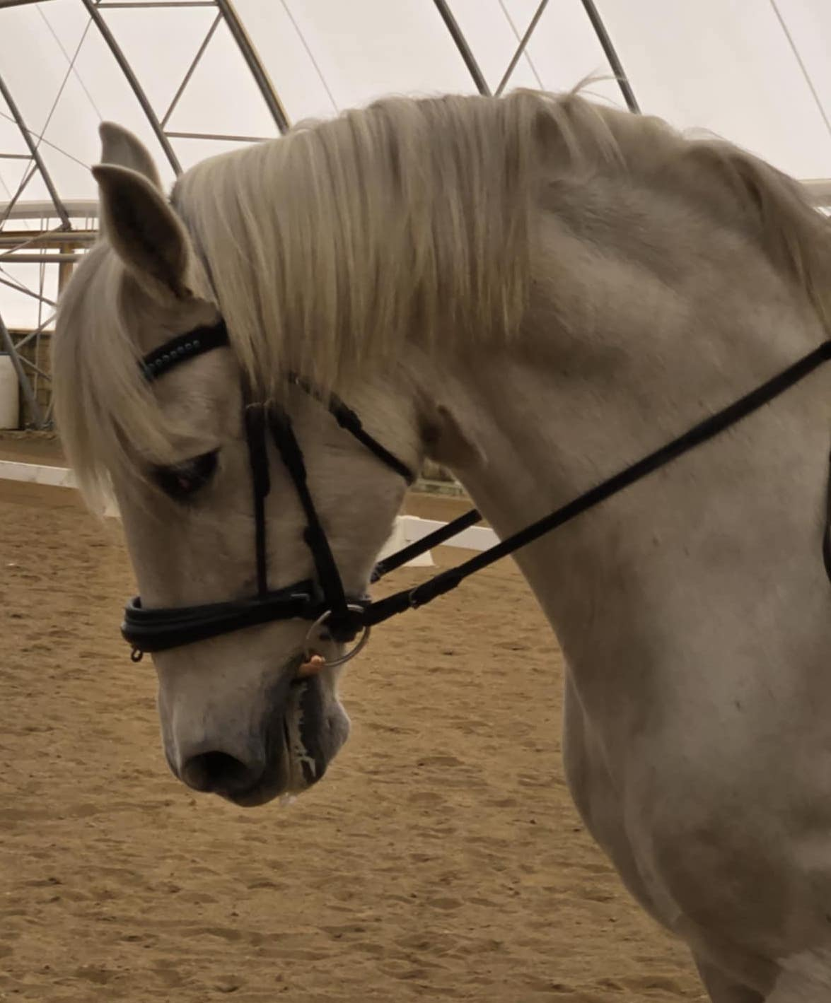 picture of the head of a horse looking down at a dirt floor in a white building